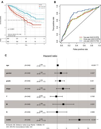 Figure 4 Survival analysis and Cox regression analysis. (A) Kaplan–Meier survival analysis showed that patients of the high-CARS expression subgroup had a worse overall survival rate; (B) time-dependent ROC analyses at 1-, 3-, and 5- year OS prediction for CARS expression in ccRCC; (C) independent prognostic factors identified by multivariate Cox regression analysis.