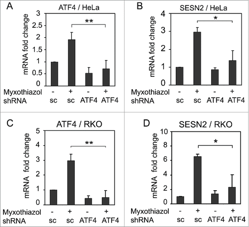 Figure 3. The effect of ATF4 knockdown on SESN2 mRNA expression. ATF4 (A, C) and SESN2 (B, D) mRNA fold changes in HeLa (A, B) and RKO (C, D) cells expressing ATF4 shRNA (ATF4) or a scrambled control shRNA (sc). The cells were treated with 1 μM myxothiazol for 4 h where indicated. The data was obtained by RT-qPCR and normalized to 18S rRNA. The means and standard deviations on the basis of 3 independent experiments are presented. Student's t-test was used to analyze statistical significance (*P < 0.05, **P < 0.01, ***P < 0.001).