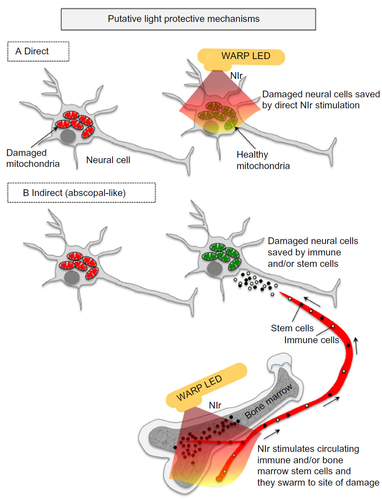 Figure 1 The putative light protective mechanisms in the brain.