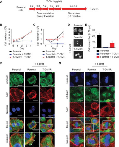 Figure 1. Establishment of T-DM1-resistant cells from JIMT1 cell line. (A) Procedures and the time line for developing and establishing T-DM1-resistant (T-DM1R) cells. (B) Cell growth files of T-DM1R and parental JIMT1 cells in 10% FBS-containing media with or without of T-DM1 4.0 μg/ml. (C) Cell growth files of T-DM1R and parental JIMT1 cells in 1% FBS-containing media with or without of T-DM1 4.0 μg/ml. (D) Soft agar assay in the presence of 10% FBS. Scale bar, 50 µm. (E) Quantification of soft agar assay. Colonies that were larger than 50 µm in diameter were counted. (F) Fluorescent immunostaining images showing polymerized microtubule and actin in T-DM1R cells, comparing with those in the parental cells in the absence/presence of 4 µg/ml T-DM1. Nucleus was stained with DAPI. Scale bar, 20 µm. (G) Fluorescent immunostaining images showing polymerized microtubule and separated chromosome in T-DM1R cells during cell mitosis, comparing with those in the parental cells in the absence/presence of 4 µg/ml T-DM1. Chromosome was stained with DAPI. Scale bar, 10 µm.