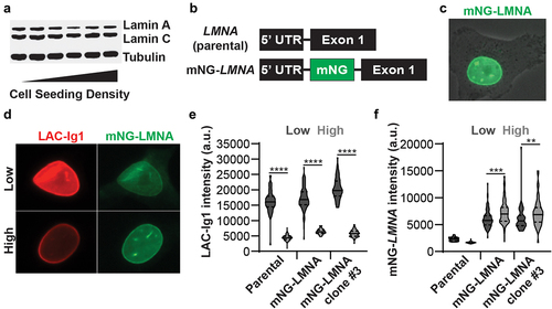 Figure 2. Density-dependent Lamin A/C immunolabeling is not due to altered protein levels. (a) A Western Blot shows that human fibroblasts Lamin A/C protein levels are similar at different cell seeding densities. (b) An mNeonGreen (mNG) fluorescent tag was inserted into the LMNA gene (mNG-LMNA) in between the 5’ untranslated region (UTR) and exon 1. (c) mNG-Lamin A/C was highly expressed and localized only to the nucleus in MDA-MB-231 cells, as expected. (d) Representative images of MDA-MB-231 cells expressing mNG-LMNA (green) and immunofluorescently labeled for Lamin A/C using the LAC-Ig1 antibody (red). (e) LAC-Ig1 immunofluorescence intensity was significantly reduced at high cell densities in parental, heterogeneous mNG-LMNA, and a clonal mNG-LMNA cell line. ****, p < 0.0001. N > 60 nuclei per group from two independent experiments. (f) mNG-LMNA fluorescence signal intensity did not follow the same density-dependent effect as the LAC-Ig1 immunofluorescence, exhibiting only some small, significant increase in signal intensity at high cell densities. **, p < 0.01; ***, p < 0.001. N > 60 nuclei per group from two independent experiments.