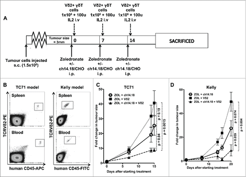 Figure 5. (A) Treatment schedule of mice used in in vivo experiments (B) Engraftment of Vγ9Vδ2+ γδT cells in NSG mice bearing TC71 Ewing's sarcoma (representative of six mice sampled) or Kelly neuroblastoma (representative of eight mice sampled) xenografts. Samples taken after culling, following three serial intravenous injections of 1 × 106 γδT cells. (C) Fold change in tumor size of TC71 xenografts in NSG mice receiving Vγ9Vδ2 + zoledronate, Vγ9Vδ2 + zoledronate + ch14.18/CHO or zoledronate + ch14.18/CHO (D) – fold change in tumor size of Kelly xenografts in NSG mice receiving Vγ9Vδ2 + zoledronate, Vγ9Vδ2 + zoledronate + ch14.18/CHO or zoledronate + ch14.18/CHO.