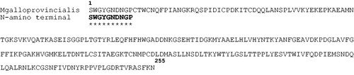 Figure 4. Amino acid sequence of CA from Mytilus galloprovincialis deposited in the protein data bank. In bold, the N-amino terminal sequence obtained from the electroblotted mussel CA. The asterisk indicates amino acid identity.