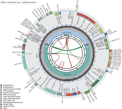 Figure 2. Schematic map of overall features of the chloroplast genome of Abies ernestii var. salouenensis. The circular map of the chloroplast genome was generated using CPGview (Liu et al. Citation2023). Genes shown outside the circle are transcribed clockwise, and genes inside are transcribed counter-clockwise. Genes belonging to different functional groups are color-coded. The darker gray in the inner corresponds to the GC content, and the lighter gray to the AT content.