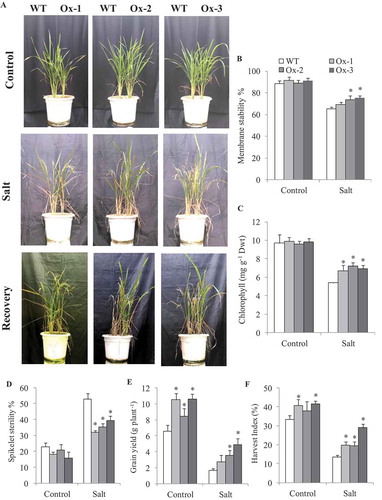 Figure 4. Evaluation of overexpressing AtICE1 transgenic rice (T2) under salt stress at reproductive stage. (a) Photograph showing phenotype of plant before and after stress and recovery in AtICE1 transgenic and WT plants. (b,c) Comparative analysis of membrane stability, chlorophyll content under stress. (d–f) Spikelet sterility, grain yield and harvest index after maturity. The experiment was performed with three biological replicates (n = 3). Error bar indicates ±SE. *means P < .05