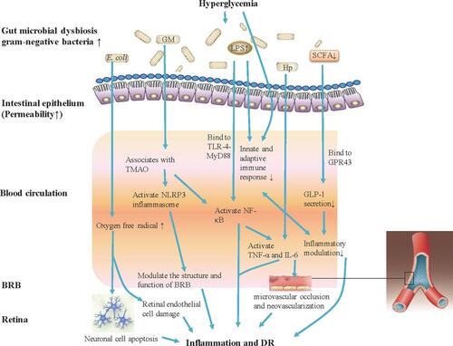 Figure 1 Gut microbiota modulates inflammation and immune mechanism of hyperglycemia-induced DR. Gut microbiota dysbiosis under hyperglycemia with type 2 diabetes (T2DM) causes bacterial translocation and gram-negative bacteria increase allowing accumulated production of LPS into blood circulation. Elevated LPS level activates NF-κB through TLR-4-MyD88, increases the expression of IL-6 and TNF-α, and also can deregulate the innate and adaptive immune response. Increased Hp can induce the expression of IL-6 and TNF-α, and IL-6 can cause damage to vascular endothelial cells. The increasing abundance of E. coli in the microbiome of patients with T2DM will lead to the generation of oxygen free radicals, causing neuronal cell apoptosis and extensive damage to retinal endothelial cells, and promote the development of DR. Gut microbiota associates with the serum levels of TMAO, which promotes vascular inflammation by activating inflammasome, NLRP3, through reactive oxygen species (ROS) signaling pathway. Further, the NLRP3 inflammasome modulates the structure and function of BRB to induce damage of retina. Patients with T2DM commonly have a moderate degree of gut microbial dysbiosis, the abundance of some bacteria that produce butyrate reduction, and impact the levels of SCFA. SCFA production by colonic fermentation, which binds to the GPR43, regulates inflammation and GLP-1 secretion, and further influences the development of DR.