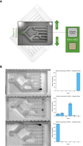 Figure 5 (A) Illustration of branched lane MIRT tray in pull position with rotation at +45, 0, and −45 degrees with respect to the center of the rotating magnet. (B) Relative final concentrations of MNPs after changing the orientation of the branched lane MIRT tray in the pull position (n≥3).