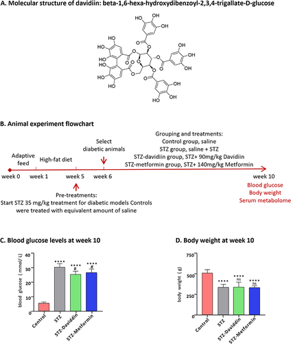 Figure 1 Chemical structure of davidiin and change of blood glucose and body weight. (A) Molecular structure of davidiin: Beta-1,6-hexa-hydroxydibenzoyl-2,3,4-trigallate-D-glucose. (B) Animal experiment flowchart. (C) Blood glucose at week 10 (D) Body weight at week 10. The Student’s t-test was utilized to compare the control group with the other three groups (denoted by #P < 0.05; and ##P < 0.01). Additionally, comparisons between the STZ-treated group and the remaining three groups were conducted, with significance levels indicated as *P < 0.05 and **P < 0.01. Notably, statistical significance at the 0.05 level was marked as *p < 0.05 vs Control, and #p < 0.05 vs STZ.