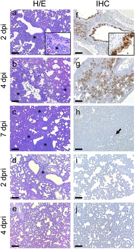 Figure 3. Pathological findings in lungs of hamsters after inoculation and re-inoculation. (a–e) Histopathological findings in lungs of hamsters after SARS-CoV-2 Cat01 challenge on 2 (a), 4 (b) and 7 (c) dpi, and 2 (d) and 4 (e) dpri with Cat01 and WA/1 variants. Broncho-interstitial pneumonia (asterisks) severity increased from 2 to 7 dpi (maximum lesion severity) and was residual at 2 and 4 dpri. Inset in 2a displays submucosa mononuclear inflammation of the bronchus (asterisk) and exocytosis through the epithelium. Hematoxylin and eosin stain, 100× magnification (inset in 2a, 400× magnification) (f to j). Immunohistochemical findings in lungs of same animals. High amount of viral antigen (brown staining) mainly in bronchi epithelium as well moderate amount at 2 dpi (f, inset shows a detail of the bronchus epithelial labelling). The maximum amount of labelling in lung parenchyma, associated with the inflammatory infiltrate, was detected at 4 dpi (g). Scarce number of stained cells were detected at 7 dpi (h, arrowhead) and no labelling was recorded at 2 (i) and 4 (j) dpri. Immunohistochemistry to detect the NP of SARS-CoV-2 and hematoxylin counterstain, 100× magnification (inset in 2a, 400× magnification). Scale bars, 100 μm.