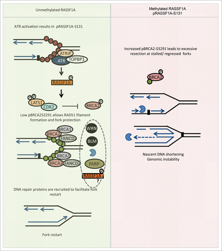 Figure 1. RASSF1A/LATS1/CDK2 pathway upon fork stalling. In response to ATR activation RASSF1A gets targeted at Serine 131 triggering LATS1 phosphorylation and interaction with CDK2. Low levels of pBRCA2-S3291 due to decreased kinase activity of CDK2 fraction bound to LATS1 secure RAD51 filament formation at stalled forks. RAD51 filaments protect nascent DNA from MRE11 nucleolitic activity that is recruited to the fork in parallel with other DNA repair factors to promote fork restart after the removal of the stalling agent. RASSF1A inactivation due to promoter methylation or the SNP at the 133A site leads to increased pBRCA2-S3291, unstable RAD51 filaments and uncontrolled nascent DNA resection. Red circles: RPA, green circles: RAD51, packman: MRE11.