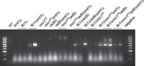 FIG 9 Rescue via Sml1 deletion may be partially due to reduction of deprotected telomeres in strains lacking a functional DNA damage response. A PCR assay was performed to detect deprotected telomeres that fused to an induced double-strand break (HO cut). The intensities of the bands represent the approximate numbers of captured deprotected telomeres. No DNA bands were visible in experiments when either primer was excluded from the PCR. Sml1 deletion had no effect or increased the number of deprotected telomeres detected in strains with a fully or partially functional DDR and reduced the number of deprotected telomeres detected in strains completely lacking a DDR (mrc1AQ rad9Δ).