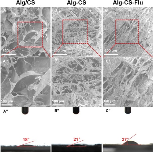 Figure 2 Surface SEM images and WCAs (images of drops captured at 0.5 s) of scaffolds: (A), (A′), and (A″) Alg/CS scaffold; (B), (B′), and (B″) Alg-CS scaffold; (C), (C′), and (C″) Alg-CS-Flu scaffold.