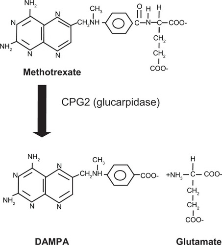 Figure 2 The reaction catalyzed by glucarpidase (CPG2).