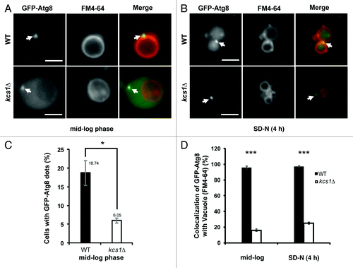 Figure 4. Loss of Kcs1 affects localization of phagophore assembly site. Fluorescence microscopy pictures of wild-type or kcs1Δ cells in (A) mid-log growth phase or (B) 4 h SD-N nitrogen starvation. Wild-type or kcs1Δ cells transformed with pCuGFP-Atg8(416) were either grown to mid-log phase (A), or further followed by 4 h SD-N nitrogen starvation (B). Cells were then stained with FM 4–64 to label vacuolar membrane. Arrows indicate GFP-Atg8 puncta. Scale bar: 2.5 μm. (C) Percentage of cells containing GFP-Atg8 puncta in mid-log growth phase. Approximately 400 cells were analyzed. *p < 0.05. (D) Quantification of colocalization between GFP-Atg8 puncta and vacuolar membrane in either wild-type or kcs1Δ cells under mid-log phase or nitrogen starvation condition as indicated. The data are representative results from three independent experiments. ***p < 0.001.