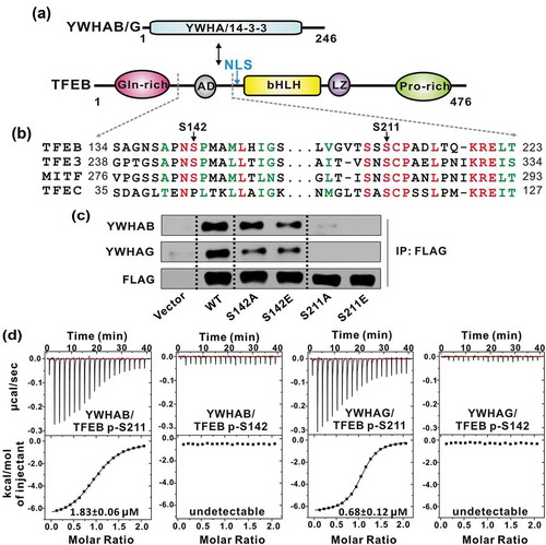 Figure 1. TFEB S211 is responsible for phosphorylation-dependent interaction with YWHA/14-3-3 proteins. (a) Domain organizations of YWHA/14-3-3 proteins and TFEB. TFEB contains an N-terminal glutamine-rich domain, a transcriptional activation domain (AD) followed by a bHLH and a leucine zipper (LZ), and a C-terminal proline-rich domain. (b) Sequence alignment of human TFEB, TFE3, MITF and TFEC from the MiT/TFE family. The identical residues are colored in red and the highly conserved residues are colored in green. Notably, the extremely conserved S211 in TFEB is very close to the NLS. (c) Co-IP assay of the interactions between YWHA/14-3-3 proteins and TFEB. Both YWHAB and YWHAG can co-immunoprecipitate with wild-type TFEB. Mutations at S211 abolished the interactions but the same type of mutations at S142 did not significantly impair the binding. (d) The binding affinities between TFEB phosphorylated peptides and YWHA/14-3-3 proteins determined by ITC experiments. YWHAB and YWHAG both interact with the p-S211-peptide but not the p-S142-peptide. The binding affinities are indicated in each panel.