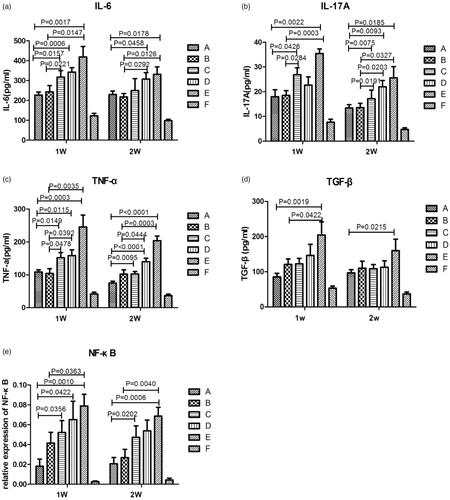 Figure 8. IL-6, IL-17A, TNF-α, and TGF-β levels in bronchoalveolar lavage fluid and NF-κB mRNA expression in lung tissue of rats with AE-IPF. (a) IL-6 levels in BALF. (b) IL-17A levels in BALF. (c) TNF-α levels in BALF. (d) TGF-β levels in BALF. (e) NF-κB mRNA expression in rat lung tissues. (A) Regular-dose MPS-NSSLs-SPANb (MPS 1 mg/kg)+AE-IPF group; (B) low-dose MPS-NSSLs-SPANb (MPS 0.5 mg/kg)+AE-IPF group; (C) MPS-NSSLs + AE-IPF group; (D) MPS + AE-IPF group; (E) AE-IPF group; (F) normal control group.