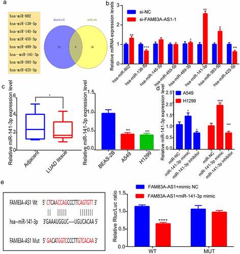 Figure 3. MiR-141-3p is FAM83A-AS1ʹs target, which shows negative relation to FAM83A-AS1(a) Targeted miRNAs of FAM83A-AS1 as jointly predicted by the StarBase and AnnoLnc2 database; (b) RT-qPCR was conducted to determine the targeted relationship between miRNAs and FAM83A-AS1. (c) miR-141-3p levels within A549, BEAS-2B and H1299 cell lines and tissues; (d) RT-qPCR was performed to measure miR-141-3p inhibitors/mimics’ transfection efficiency; (e) Pre-predicted miR-141-3p’s binding site within FAM83A-AS1, dual-luciferase reporter assay was conducted to analyze the interaction of FAM83A-AS1 with miR-141-3p. *P < 0.05, **P < 0.01, ***P < 0.001.