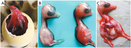 Fig. 3 Gross lesions of goose embryos infected with goose astrovirus.a Edema of the chorioallantoic membrane. b Uninfected embryo (left) and infected embryo with subcutaneous hemorrhage (right). c Infected embryo with liver necrosis