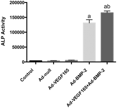 Figure 4. ALP activities (x±s, n = 3). a: comparison between Ad-BMP2, Ad-VEGF165 + Ad-BMP2 groups and control, Ad-null and Ad-VEGF165 groups, P < 0.05; b: comparison between Ad-VEGF165 + Ad-BMP2 and Ad-BMP2 groups, P < 0.05.