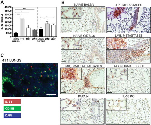 Figure 1. IL-33 levels are increased in the lungs of mice bearing mammary carcinomas 3 weeks after orthotopic implant. (a) IL-33 levels were quantified by ELISA of lung lysates from naïve or tumour-bearing BALB/c or C57BL/6 mice. Data are n = 5–6 mice per group from two independent experiments analyzed using a Student’s two-tailed t-test *p < 0.05, ***p ≤ 0.001. (b) IL-33 is located in the nucleus of naïve lung tissue cells from BALB/c and C57BL/6 mice in comparison to the strong cytoplasmic staining observed in the lung metastases of tumour-bearing mice. Lungs from mice given intranasal papain or lungs from IL-33 knockout mice were used as positive and negative controls, respectively. Scale bars = 50µm; inset = 10µm. (c) CD11b+ cells express IL-33 in the lungs of 4T1 tumour-bearing mice (scale bar = 125µm).