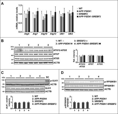 Figure 2. Expression levels of the ATG12–ATG5 ubiquitin-like conjugation system and activity of the MTOR-dependent pathway remained unchanged in APP-PSEN1-SREBF2 mice. (A) mRNA levels of the indicated autophagy-related proteins in brains from 7-mo-old WT and mutant mice analyzed by qRT-PCR. Absolute mRNA values were determined, normalized to Rn18s ribosomal RNA, and reported as relative levels referred to the expression in WT mice. (B) Protein expression levels were assessed in brain homogenates from 7-mo-old WT and mutant mice. Shown are representative immunoblots for ATG12–ATG5 conjugate, ATG7, and ATG5. (C) Western blot analysis of AMPK-dependent phosphorylation of ULK1 at Ser317. Cellular lysates from SH-SY5Y cells starved in FBS-depleted medium for 24 h were used as positive control (SC). (D) Representative immunoblots showing the MTOR-dependent phosphorylation status of RPS6KB1. In western blot analyses, densitometric values of the bands representing the specific protein immunoreactivity were normalized to the values of the corresponding ACTB bands and expressed as relative intensity values. n=3.