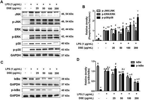 Figure 4. DSE’s effect on MAPK and NF-κB pathways. RAW 264.7 cells were pretreated with DSE for 4 h and then stimulated with LPS for 15 min. (A) JNK, phosphor-JNK, ERK, phosphor-ERK, p38, and phosphor-p38 expressions were measured by Western blotting, (B) and JNK, ERK, and p38 phosphorylated form to total form ratio was calculated. (C) IκBα and phosphor-IκBα expressions were also measured by Western blotting and (D) quantified. The data are presented as mean ± SEMs of three different independent results. The data were analyzed through ANOVA (P < 0.05) and Tukey’s multiple comparison test. Dieffenbachia standleyi Croat’s methanol extract (DSE); mitogen-activated protein kinase (MAPK); Nuclear Factor κappa B (NFκB); lipopolysaccharide (LPS); c-Jun N-Terminal Kinase (JNK); Extracellular Signal-Related Kinase (ERK); inhibitor α protein (IκBα); Standard Error of Means (SEM); Analysis of Variance (ANOVA).