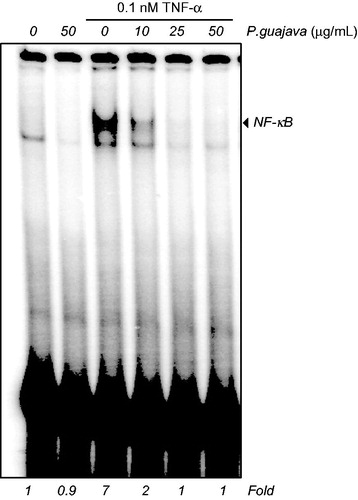 Figure 3. Inhibition of TNF-α induced NF-κB activation by hexane extract of P. guajava leaves. KBM-5 cells were pre incubated with different doses (10, 25 and 50 μg/mL) of hexane extract of P. guajava leaves for 12 h; treated with 0.1 nM TNF-α and subjected to EMSA for NF-κB activation.