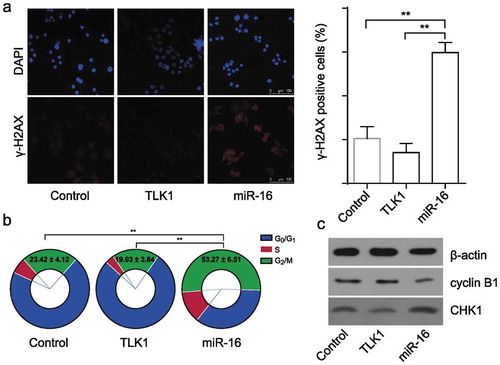 Figure 5. Overexpression of TLK1 reverses miR-16-mediated DNA damage and G2/M arrest. (a) Representative images of γ-H2AX foci in miR-16-overexpressed (miR-16), TLK1-overexpressed or vector SCC9 cells by immunofluorescence staining. Quantification of the number of γ-H2AX foci in miR-16-overexpressed (miR-16), TLK1-overexpressed or vector SCC9 cells. (b) Flow cytometry analysis of cell cycle in miR-16-overexpressed (miR-16), TLK1-overexpressed or vector SCC9 cells. (c) Western blot analysis of cell cycle associated proteins in miR-16-overexpressed (miR-16), TLK1-overexpressed or vector SCC9 cells. **p < 0.01 vs. Vector. The experiments were performed in triplicate.