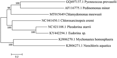 Figure 1. A phylogenetic tree constructed based on the comparison of complete mitochondrial genome sequences with of the other seven Chlorophyceae species. The seven Chlorophyceae species are Pycnococcus provasolii, Pedinomonas minor, Chlorosarcinopsis eremi, Pleodorina starrii, Iudorina sp., Mychonastges homosphaera, and Neochloris aquatica. Genbank accession numbers for all sequences are listed in the figure. The numbers at the nodes are bootstrap percent probability values based on 1000 replications.