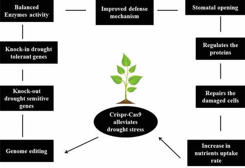 Figure 2. CRISPR–Cas9 alleviates drought stress and promotes plant growth and development