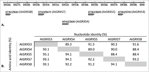 Figure 1. The AtGRX3/4/5/7/8 gene cluster. (A) Location of AtGRXS3, AtGRXS4, AtGRXS5, AtGRXS7 and AtGRXS8 on chromosome 4 of Arabidopsis thaliana (image adapted from TAIR 10). (B) Nucleotide and protein sequence identity of AtGRX3/4/5/7/8.