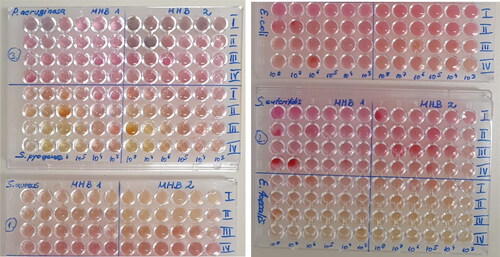 Figure 5. Color changes in the microplate for prepared colloidal silver solutions with different microorganisms.