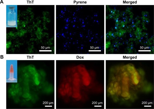 Figure 6 Fluorescent microscope images of RADA16-I nanofibers/hydrogel with pyrene (A) or Dox (B) embedded. Insets are photographs for a suspension with pyrene (A) and a hydrogel with Dox (B).Abbreviations: Dox, doxorubicin hydrochloride; ThT, thioflavin-T.