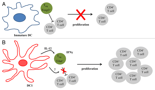 Figure 1. Superior immunostimulatory activity of TLR-activated dendritic cells. (A) In the presence of immature dendritic cells (iDCs), regulatory T cells (Tregs) inhibit the proliferation of conventional T cells. (B) DCs matured in the presence of Toll-like receptor (TLR) agonists (DC1s) secrete an unknown soluble factor that abolish the immunosuppressive functions of Tregs, hence allowing for T-cell proliferation. DC1s also secrete biologically active interleukin-12 (IL-12), which converts Tregs into T-bet+ interferon γ (IFNγ)-secreting TH1-like cells.