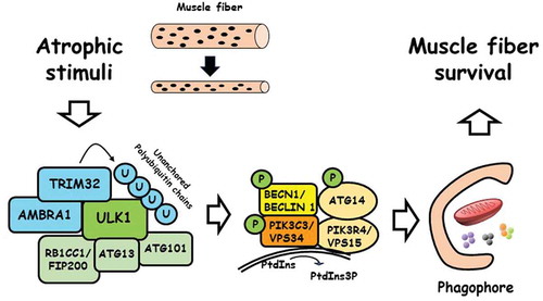 Figure 1. The ubiquitin ligase TRIM32 regulates autophagy under atrophic conditions. In muscle fibers, TRIM32 binds AMBRA1 and ULK1 upon atrophy induction, and activates ULK1 via unanchored polyubiquitin. ULK1 triggers autophagosome formation by phosphorylating components of the BECN1/Beclin1-PIK3C3/VPS34 complex. Autophagy induction contributes to the survival of muscle fibers in atrophic conditions by ensuring mitochondria degradation and preventing ROS accumulation. P: phosphate, U: ubiquitin.