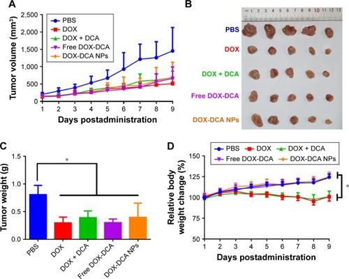 Figure 5 In vivo tumor inhibition study in H22 sarcoma-bearing mice. (A) Tumor volume and (B) tumor image of Kunming mice that received various drug formulations. (C) Tumor weight and (D) relative body weight change in different groups. Data are presented as the mean ± SD (n = 5, *p < 0.05).Abbreviations: PBS, phosphate-buffered saline; DOX, doxorubicin; DCA, dichloroacetate; NPs, nanoparticles.