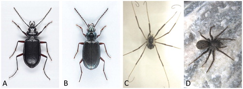 FIGURE 4. Terrestrial predators containing ancient carbon released by the glacier. (A) The carabid beetle Nebria nivalis. (B) The carabid beetle Bembidion hastii. (C) The harvestman Mitopus morio. (D) The wolf spider Pardosa trailli.