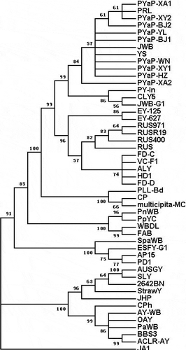 Fig. 4 Phylogenetic tree inferred from the 49 16S rRNA gene sequences of phytoplasmas using MEGA5. Acholeplasma laidlawii was used as an out-group reference.