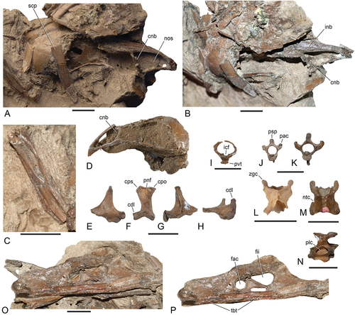 Figure 2. Skull, selected vertebrae, and pelvis of the Psittacopedidae from Walton-on-the-Naze (Essex, UK). (A, B) Skull of Psittacomimus eos, gen. et sp. nov. (holotype, NMS.Z.2021.40.38). (C) Fragmentary mandible of Ps. eos (holotype, NMS.Z.2021.40.38). (D) Skull of Parapsittacopes bergdahli (holotype, SMF Av 653). (E‒H) left quadrate of Ps. eos (holotype, NMS.Z.2021.40.38) in (E) lateral, (F) caudal, (G) medial, and (H) ventral view. (I) Atlas of Ps. eos (holotype, NMS.Z.2021.40.38). (J, K) Axis (cranial view) of (J) ?Psittacopes occidentalis, sp. nov. (holotype, NMS.Z.2021.40.44) and (K) Psittacopedidae, gen. et sp. indet. B (NMS.Z.2021.40.46). (L, M) Third cervical vertebra (dorsal view) of (L) Pa. bergdahli (holotype, SMF Av 653) and (M) Ps. eos (holotype, NMS.Z.2021.40.38). (N) Thoracic vertebra of Ps. eos (NMS.Z.2021.40.39). (O, P) Pelvis (left lateral view) of Ps. eos (holotype, NMS.Z.2021.40.38), in (P) the surrounding matrix was digitally removed. Abbreviations: cdl, condylus lateralis; cpo, capitulum oticum; cps, capitulum squamosum; cnb, caudal nasal bar; fac, foramen acetabuli; fii, foramen ilioischiadicum; icf, incisura fossae; inb, internarial bar; nos, nostril; ntc, notch; pac, processus articularis caudalis; plc, pleurocoel; pnf, pneumatic foramina; psp, processus spinosus; pvt, processus ventralis; scp, caudal portion of scapula; tbt, right tibiotarsus; zgc, zygapophysis cranialis. The scale bars equal 5 mm.