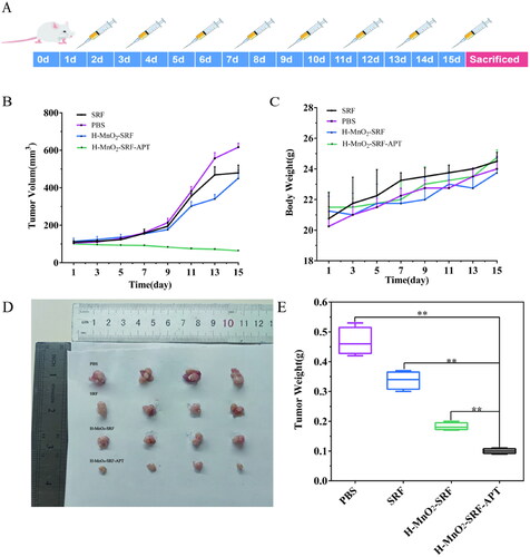 Figure 10. (A) Schematic diagram of treatment with PBS, free SRF, H-MnO2-SRF, and H-MnO2-SRF-APT in BALB-C nude mouse tumor model. (B) Tumor volume growth trend, (C) body weight of nude mice in different treatment groups, (D) tumor treatment effect graph, and (E) final mean tumor weight after 15 days of treatment.