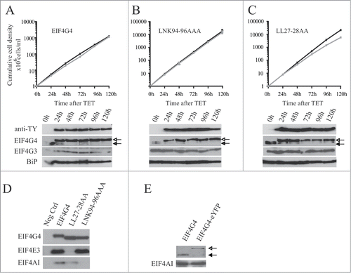 Figure 8. Expression of TY-tagged EIF4G4 and variants in procyclic cells. Growth curves and Western blot analysis of the expression of the TY-EIF4G4 wild-type (A) or the TY-EIF4G4 LNK94-96AAA (B) and TY-EIF4G4 LL27-28AA (C) variants in transfected cells as shown for Fig. 7. (D) Interaction profile of wild-type TY-EIF4G4, or selected variants, with its EIF4AI and EIF4E3 binding partners. (E) Expression of EIF4G4-eYFP in transfected cells after 48 h of tetracycline induction in comparison with the endogenous protein in control cells.
