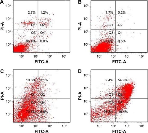 Figure 15 The apoptosis of MCF-7 cells induced by survivin-siRNA (B), NDCONH(CH2)2-NH-VDGR (C), and NDCONH(CH2)2NH-VDGR/survivin-siRNA (D). Cells treated with PBS solution served as control (A) (n=3).Abbreviations: siRNA, small interfering RNA; PBS, phosphate-buffered saline; FITC-A, fluorescein isothiocyanate–Annexin V; PI-A, propidium iodide–Annexin V.