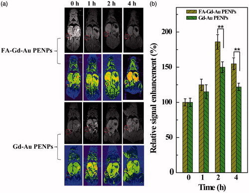 Figure 6. In vivo T1-weighted MR images (including pseudo-color images) (a) and tumor signal enhancement percentage (b) of nude mice before and at different time points post-injection of the FA-Gd-Au PENPs and nontargeted Gd-Au PENPs ([Gd] = 0.01 M, 150 μL in PBS for each mouse). The circle in each panel refers to the tumor site.