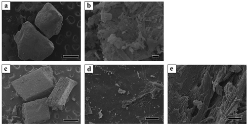 Figure 1. SEM images of OCP and harvested rat calvarial bone granules. Lower (a) and higher magnified image (b) of OCP granules. Bars in the lower and higher magnified image represent 500 and 1 μm, respectively. Overview (c), surface (d), and cross-section (e) images of the calvarial bone. Bars in the overview, surface, and cross-section images represent 500 and 100 μm, respectively