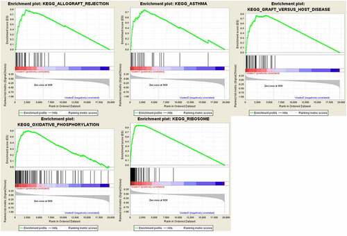 Figure 4. Gene set enrichment show genes with higher expression in cluster 1 were enriched for KEGG of malignant tumors