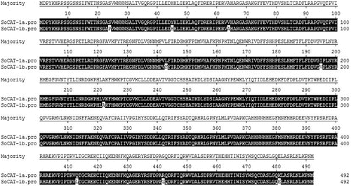 Figure 5. Alignment of the predicted protein sequences of SoCAT-1a and SoCAT-1b.
