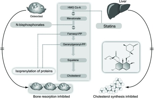 Figure 2 Inhibition of the mevalonate pathway by statins and bisphosphonates.