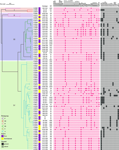 Figure 3 Phylogenetic relationships between the 80 cefotaxime-resistant E. coli strains. The sequence type, serotype, source, resistance genes, and plasmid replicons for each strain are indicated on the right side of the tree.