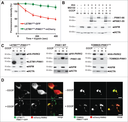 Figure 4. PINK1 stably anchored to the inner membrane cannot recruit PARK2. (A) The C terminus comprising the PINK1 kinase domain delays mitochondrial import as shown by quantitative FPP assay of HEK293T cells coexpressing LETM1NTD-GFP and LETM1NTD-PINK1CTD-mCherry (>60 cells were analyzed, n = 3, means ±SEM ). See Figure 3A for experimental outline and Figure S4B for representative picture. (B) PARL-catalyzed cleavage of ectopically expressed PINK1–66 in HEK293 T-REx cells led to proteasomal degradation of PINK1–55 as shown by sensitivity to MG132 (2 µM) compared to vehicle control. (C) PINK1 anchored in the inner membrane (LETM1NTD-PINK1CTD) interacted with PARK2 only in CCCP-treated cells, whereas the outer membrane targeted TOMM20-PINK1CTD chimera recruited PARK2 independently of uncoupling of the mitochondrial membrane potential. Cells were fractionized and recruitment of ectopically expressed HA-PARK2 from the soluble nonmitochondrial fraction (c) to mitochondria (m) was analyzed. The cellular markers AIFM and ACTA/actin were used as fractionation control. White triangle indicates unprocessed pre form of LETM1-PINK1 observed upon block of mitochondrial import (D) Whereas expression of LETM1NTD-PINK1CTD-GFP did not lead to recruitment of mCherry-PARK2 to mitochondria, coexpression of TOMM20-PINK1CTD-GFP was sufficient to stabilize PARK2 on the mitochondrial surface even in absence of dissipation of the membrane potential by CCCP. Scale bars: 10 μm.