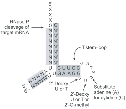 Figure 2 EGS can be minimized to approximately 32 nucleotides of single stranded nuclease resistant RNA by incorporation of modified bases conserving the T stem loop necessary for recognition by RNase P. The yellow highlighted nucleotides correspond to regions in the target sequences homologous to the EGS. The pink highlighted regions are 2′-O-methyl modified nuclease resistant nucleotide moieties. The minimized EGS contains only the T stem-loop structure. Other sequences such as the variable and anti-codon loops of tRNA are not required for cleavage by RNase P but may affect binding affinity.